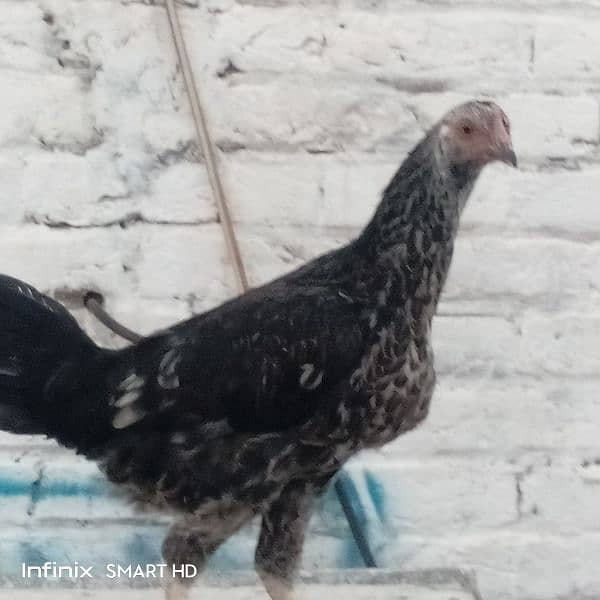 اسیل دیسی کراس 5