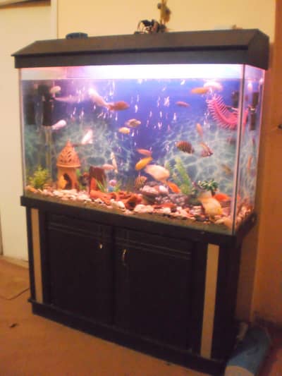 4Ft Aquarium 12mm