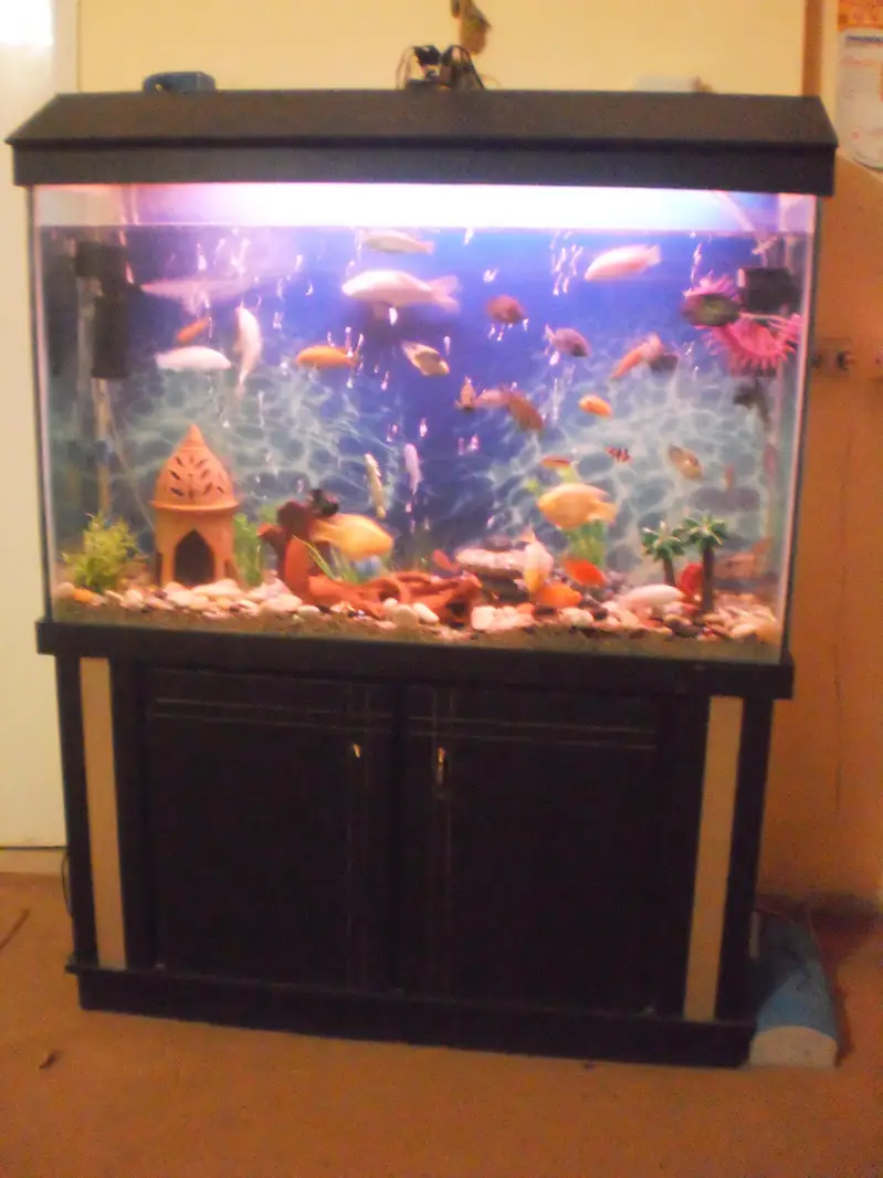 4Ft Aquarium 12mm — photo 2