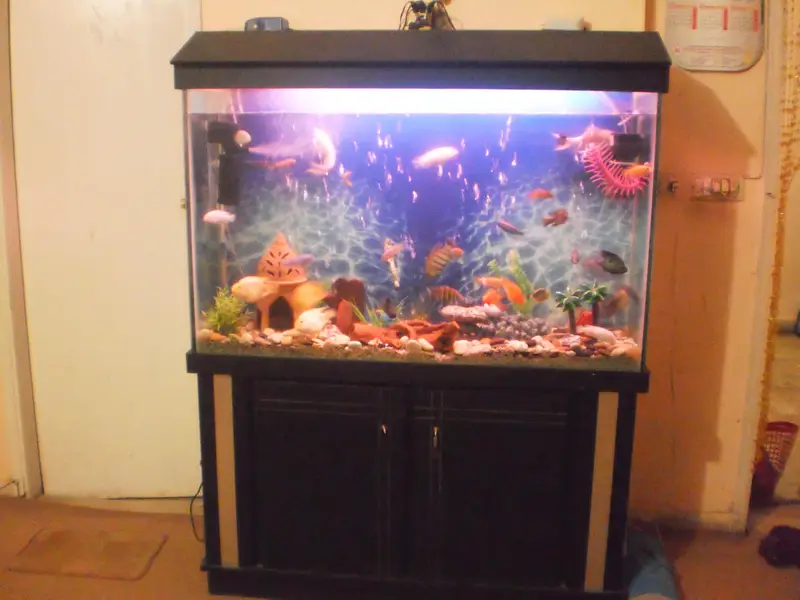 4Ft Aquarium 12mm — photo 3