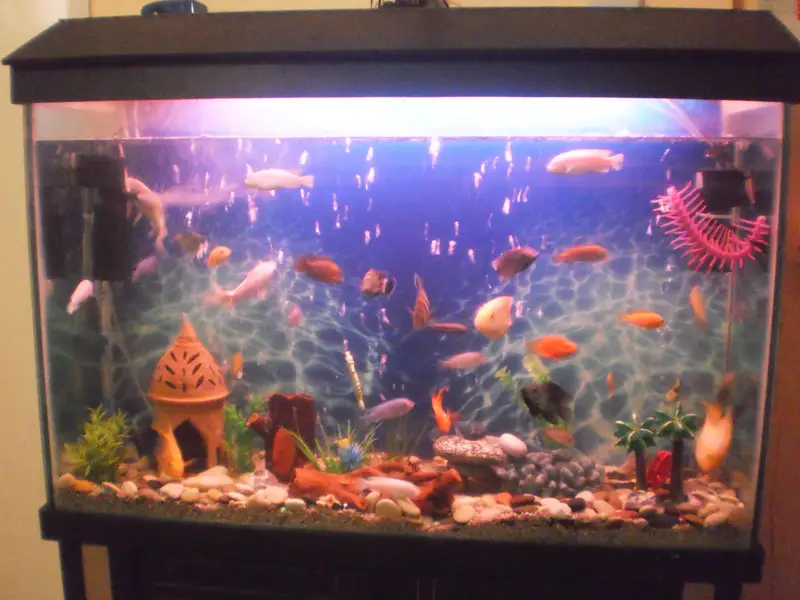 4Ft Aquarium 12mm — photo 4