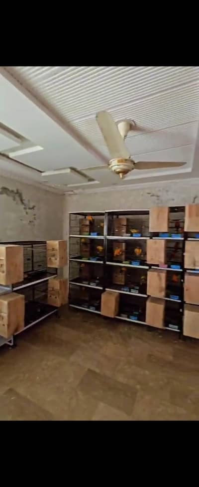 sunconure pairs/sunconure breeder pairs/Sunconure African grey