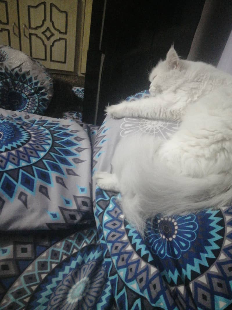 پرشین ٹرپل کوٹ میل وائٹ کلر ویکسنیٹڈ 2