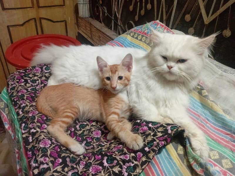 پرشین ٹرپل کوٹ میل وائٹ کلر ویکسنیٹڈ 3