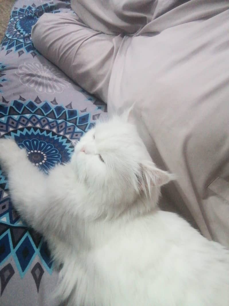 پرشین ٹرپل کوٹ میل وائٹ کلر ویکسنیٹڈ 7