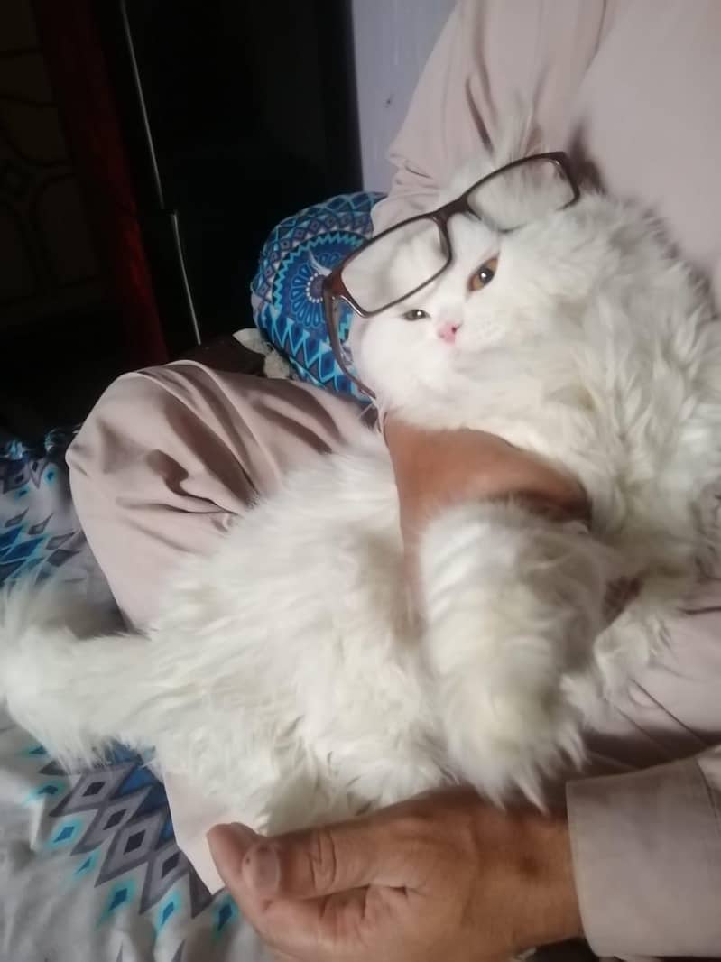 پرشین ٹرپل کوٹ میل وائٹ کلر ویکسنیٹڈ 8