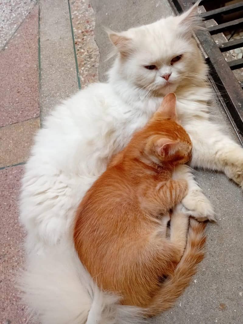 پرشین خوب صورت  کیٹ میل وائٹ کلر ویکسنیٹڈ 1