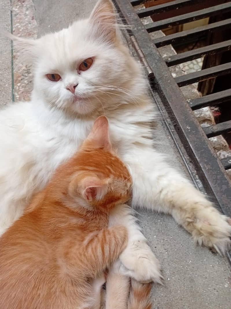 پرشین خوب صورت  کیٹ میل وائٹ کلر ویکسنیٹڈ 2