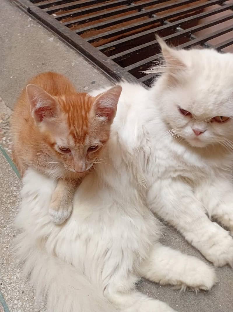 پرشین خوب صورت  کیٹ میل وائٹ کلر ویکسنیٹڈ 3