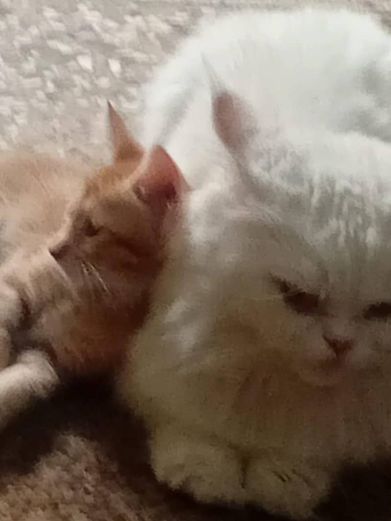 پرشین خوب صورت  کیٹ میل وائٹ کلر ویکسنیٹڈ 8