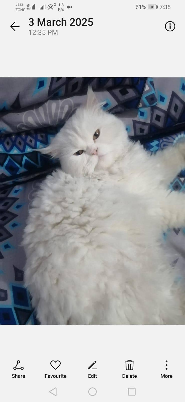 پرشین خوب صورت  کیٹ میل وائٹ کلر ویکسنیٹڈ 11