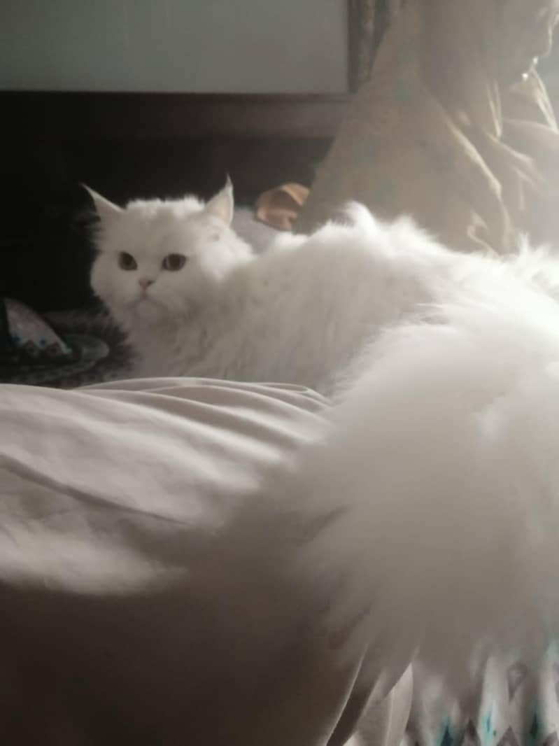 پرشین خوب صورت  کیٹ میل وائٹ کلر ویکسنیٹڈ 12