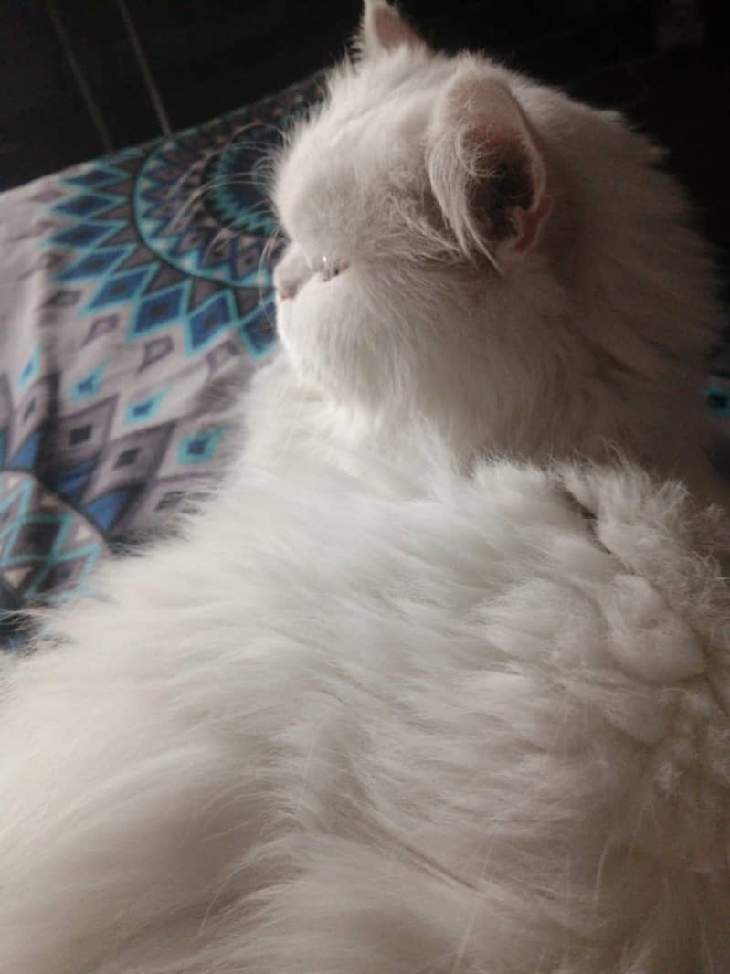 پرشین خوب صورت  کیٹ میل وائٹ کلر ویکسنیٹڈ 15