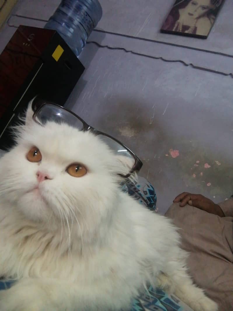 پرشین خوب صورت  کیٹ میل وائٹ کلر ویکسنیٹڈ 16