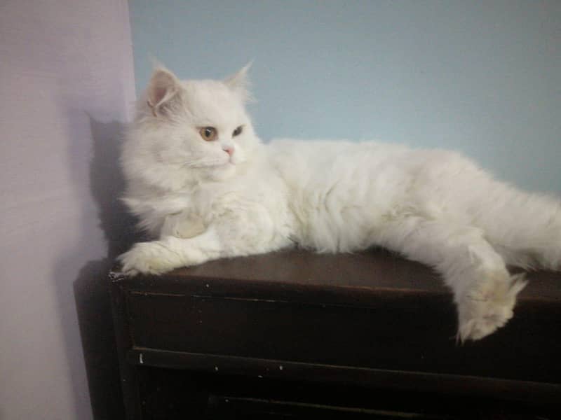 پرشین کیٹ ٹرپل کوٹ وائٹ کلر 4