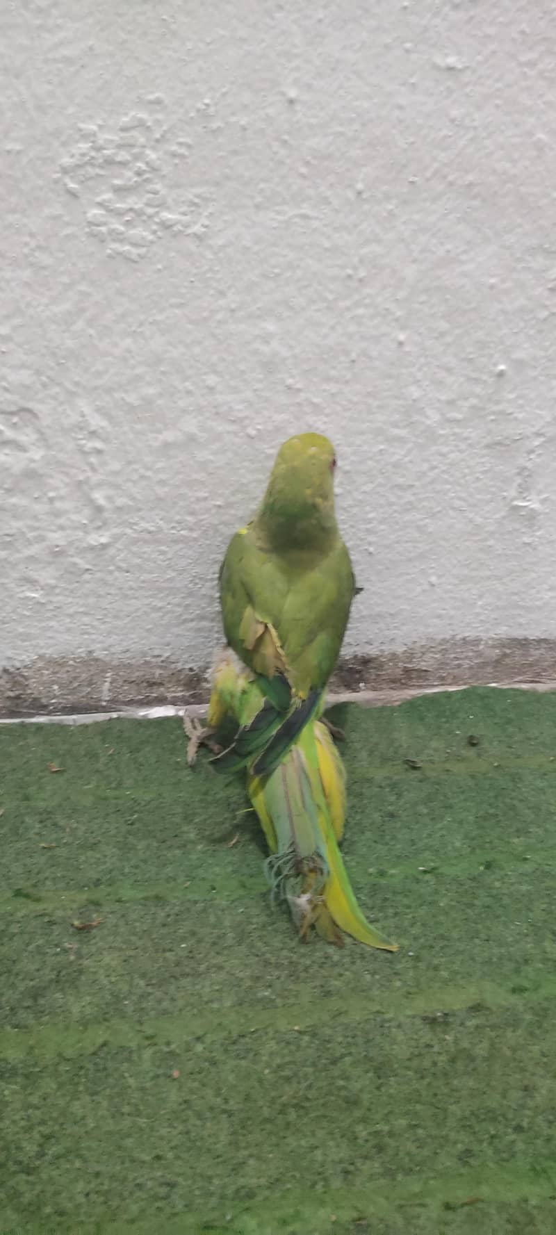 Parrot 1