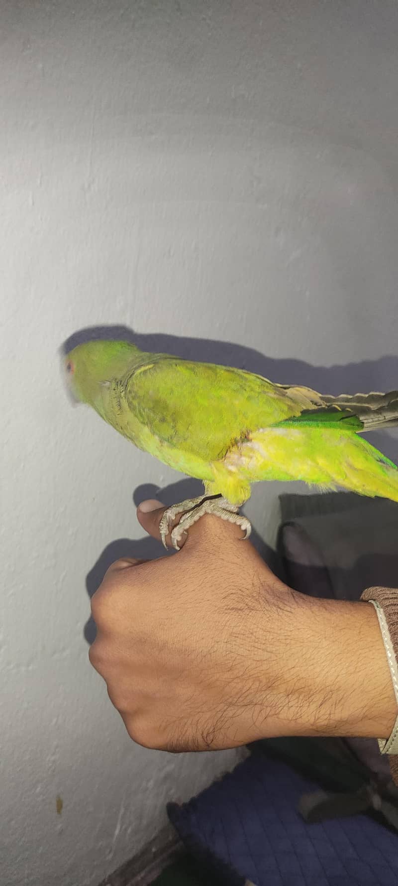 Parrot 3