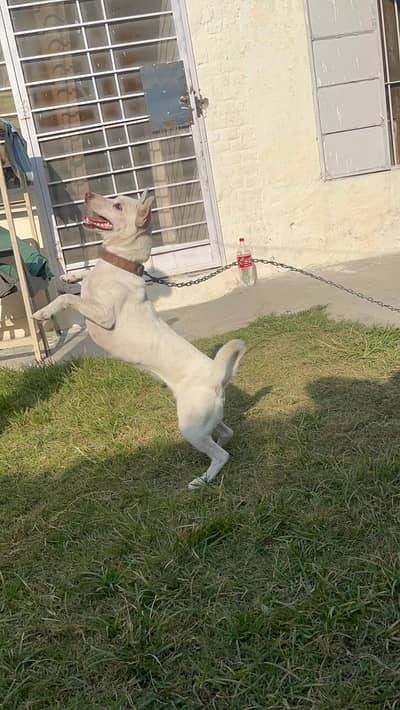 Russian Dog | Bitch | Female Dog | Pet Dog | Friendly Dog