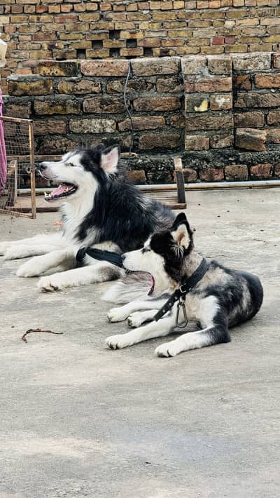 Siberian husky male grey colour age 3 year confirm stud for cross