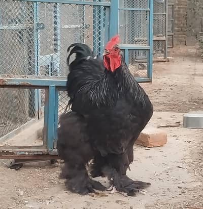 polish,heavy buff ,bantam ,light sussex ,sebright eggs and chicks sale