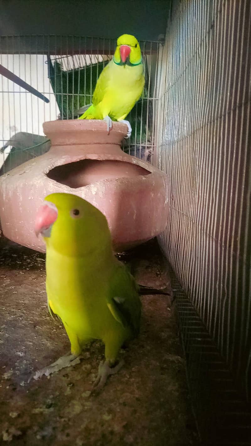 breeder ring neck pair 0