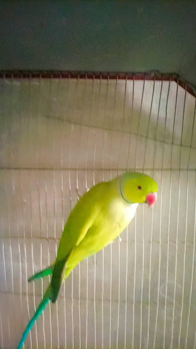 breeder ring neck pair 1