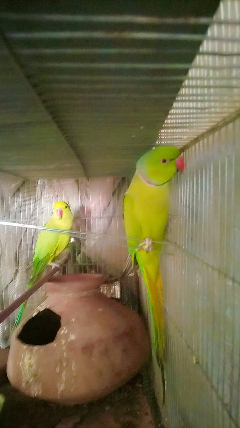 breeder ring neck pair 3