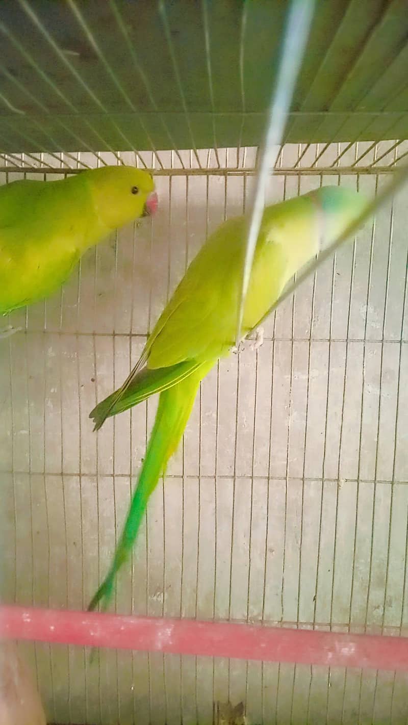 breeder ring neck pair 4