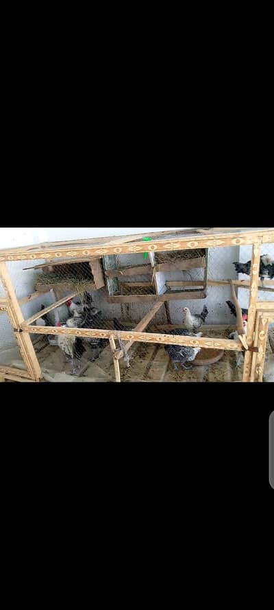 pure Fayumi hens breed eggs avalible