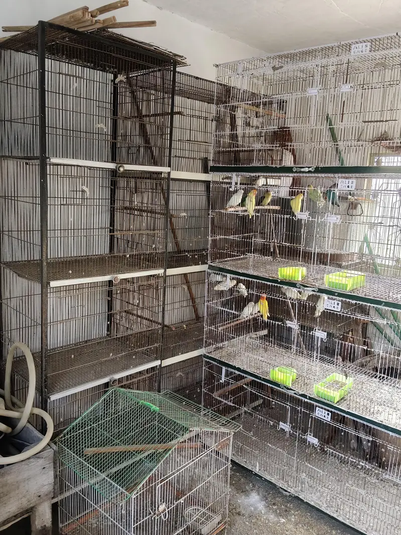 love birds cages available