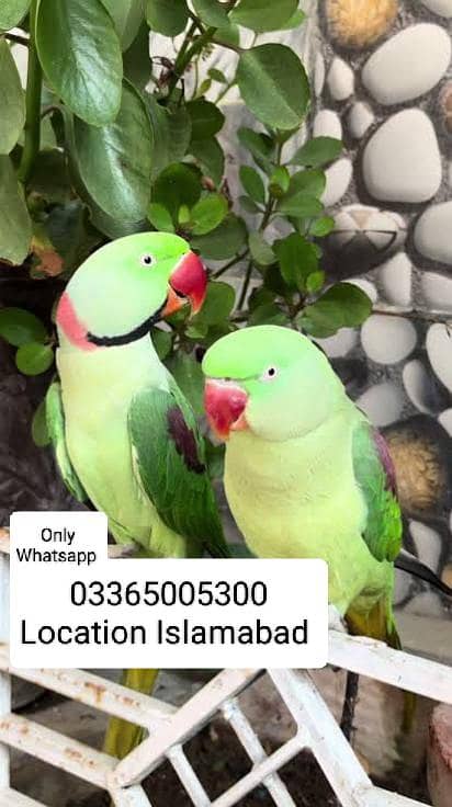 Friendly Kashmiri Raw Adult Breeder Tokking Pair With Breeding Box