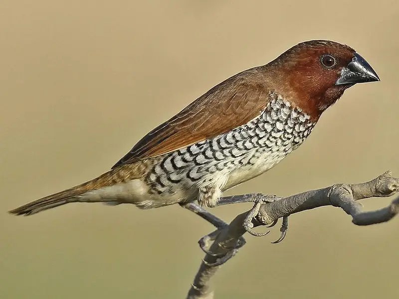 Scaly-Breasted-Munia Spice-Finch for Sale Breedar pair. — photo 4