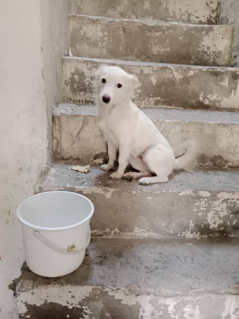 Russian dog pair Dogs 11080044061