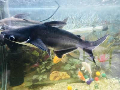 Aquarium: Shark Fish pair