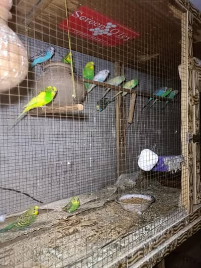 beautiful Australian parrot multi color