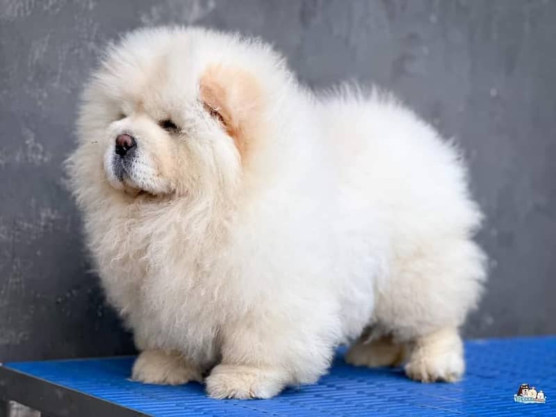 OUTSTANDING QUALITY CHOW CHOW PUPPY AVAILABLE FOR SALE 3