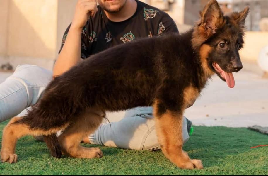 SUPERB QUALITY BLACK TAN GERMAN SHEHPERD PUPPY FOR SALE Dogs