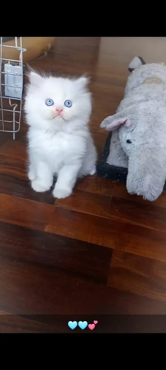 persian kitten | peki/piki_triple coat | punch face|white kittens_cute — photo 9