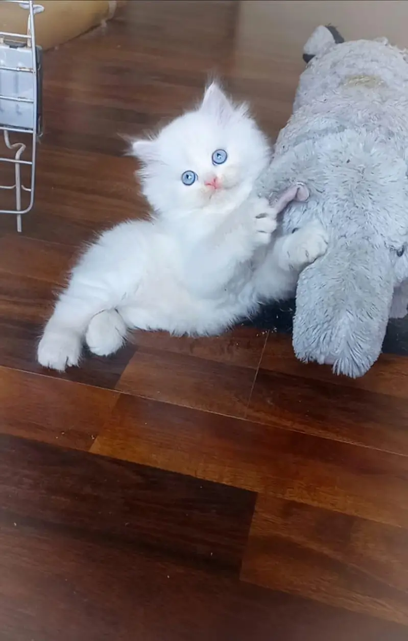 persian kitten | peki/piki_triple coat | punch face|white kittens_cute — photo 2