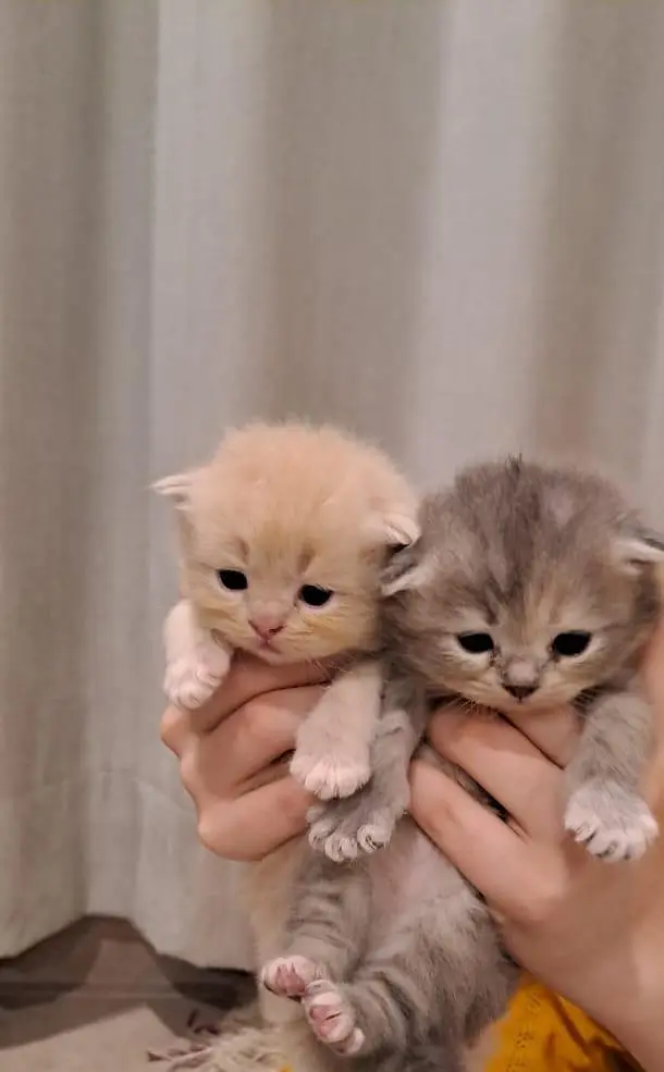 persian kitten | peki/piki_triple coat | punch face|white kittens_cute — photo 8