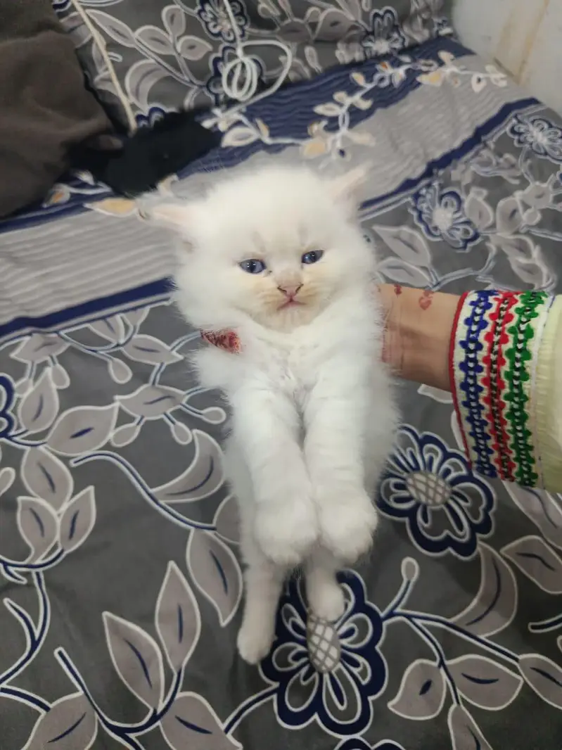 persian kitten | peki/piki_triple coat | punch face|white kittens_cute — photo 4