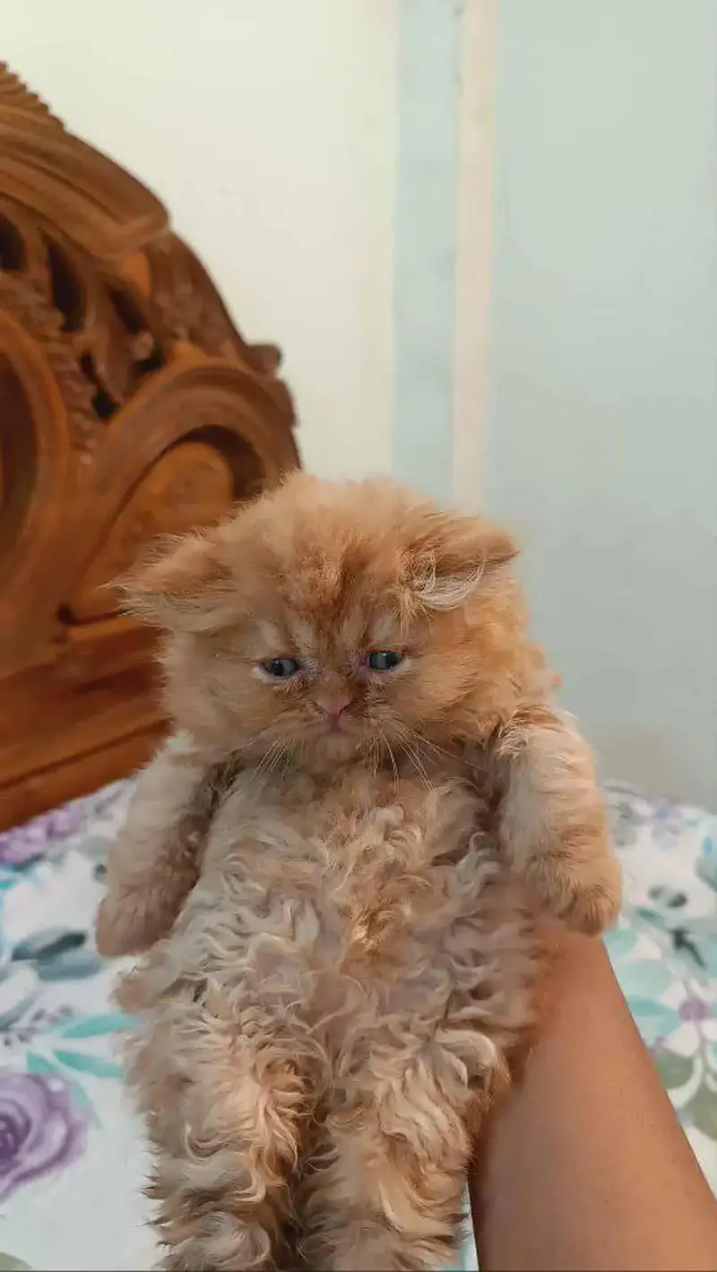 persian kitten | peki/piki_triple coat | punch face|white kittens_cute — photo 5
