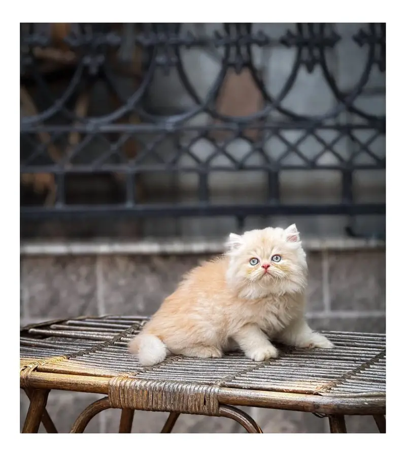 persian kitten | peki/piki_triple coat | punch face|white kittens_cute — photo 7