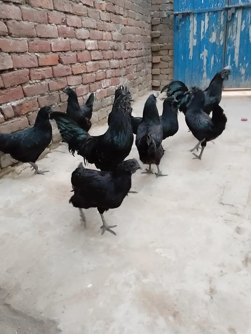 ayam cemani gray tongue health active egg laying hens — photo 2