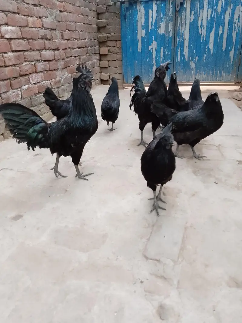 ayam cemani gray tongue health active egg laying hens — photo 3