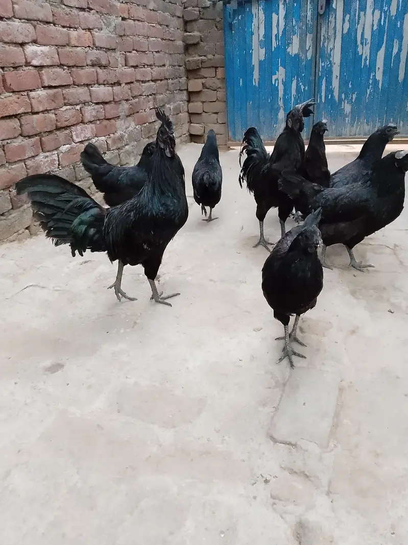 ayam cemani gray tongue health active egg laying hens — photo 4
