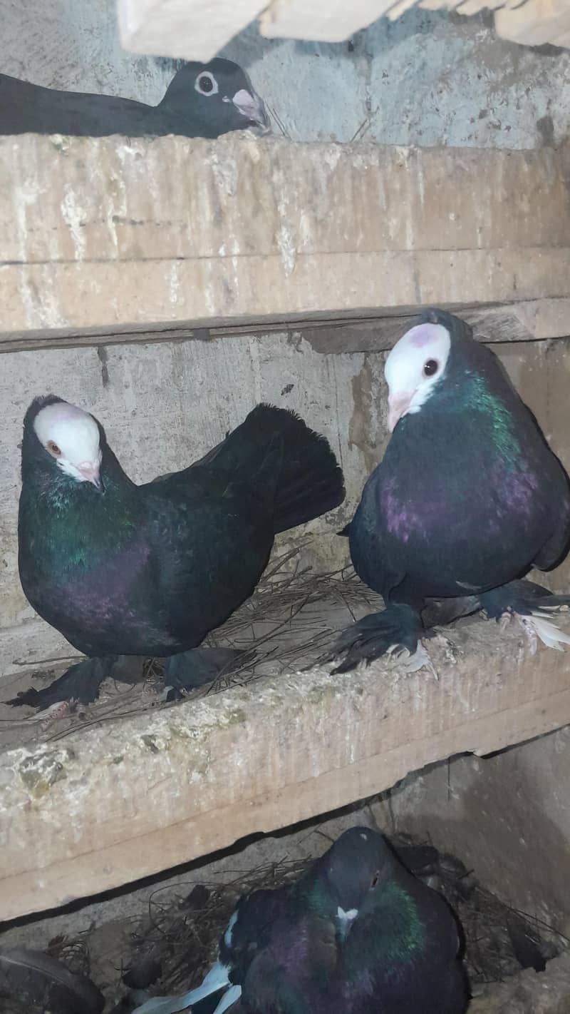 فینسی بریڈر جوڑے  مختلف پرائز میں دستیاب ہیں 0