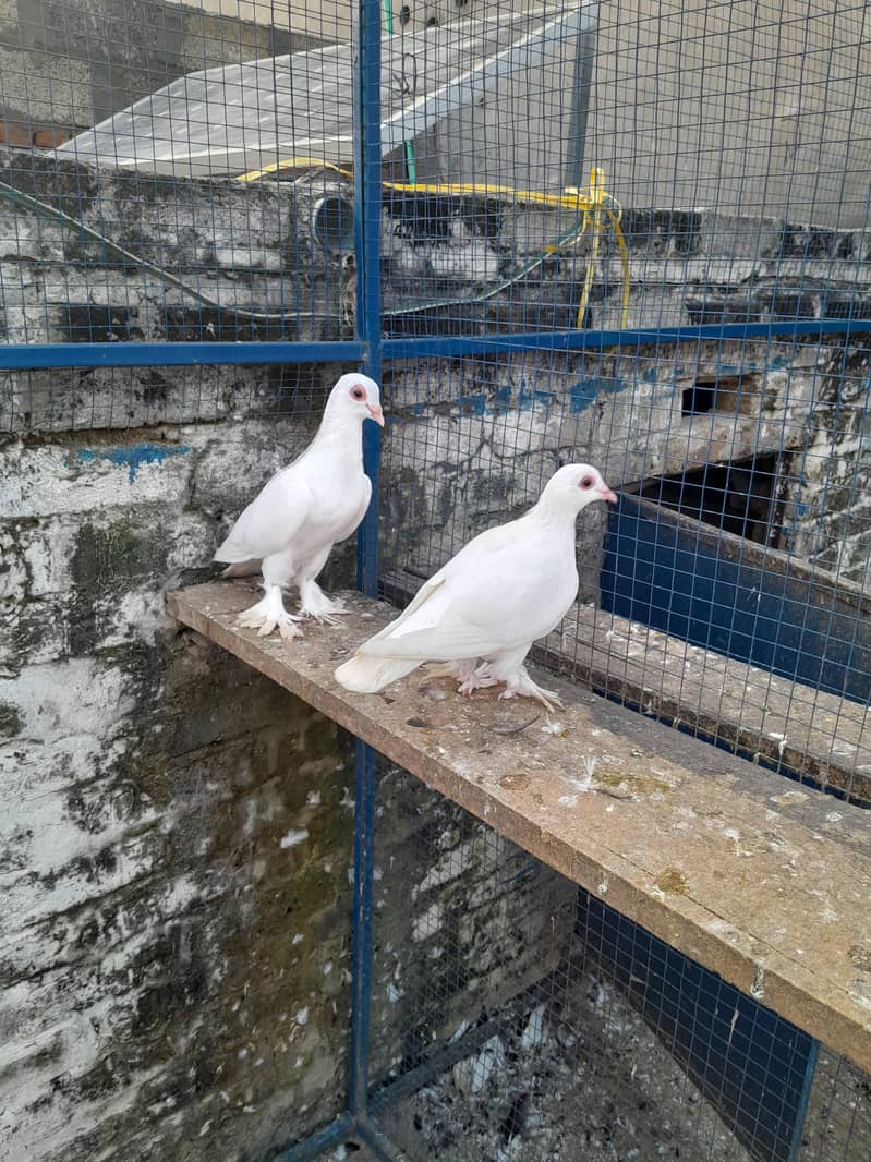 فینسی بریڈر جوڑے  مختلف پرائز میں دستیاب ہیں 2