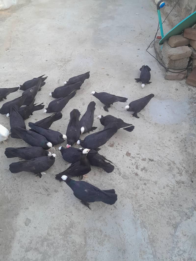 فینسی بریڈر جوڑے  مختلف پرائز میں دستیاب ہیں 3