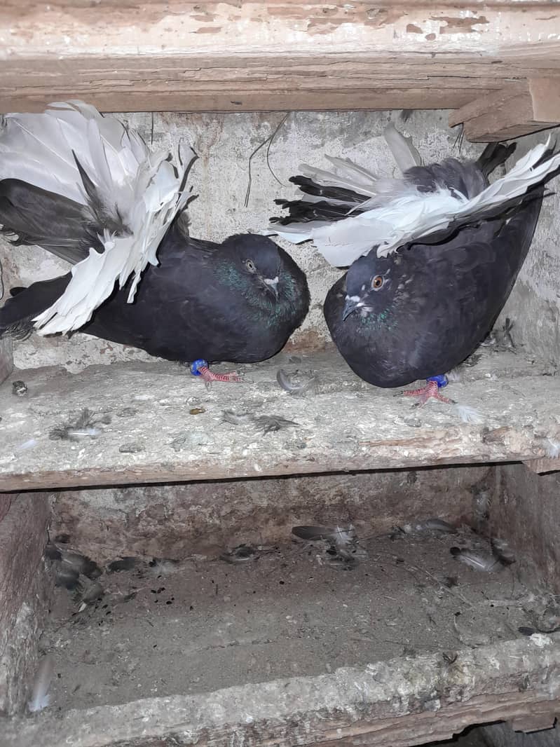 فینسی بریڈر جوڑے  مختلف پرائز میں دستیاب ہیں 4